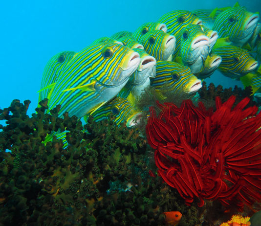 Croisière en Papouasie, un hommage au temps (qui passe)