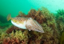 Île de Bréhat : Plongée dans les charmes de la Bretagne