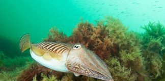 Île de Bréhat : Plongée dans les charmes de la Bretagne