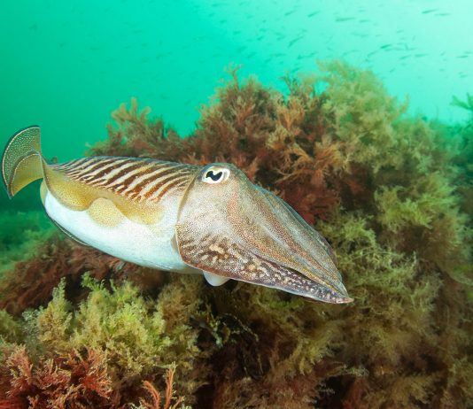 Île de Bréhat : Plongée dans les charmes de la Bretagne