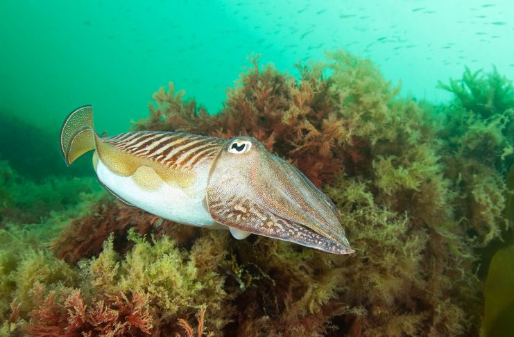 Île de Bréhat : Plongée dans les charmes de la Bretagne