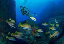 Corse : les meilleures plongées de Galéria