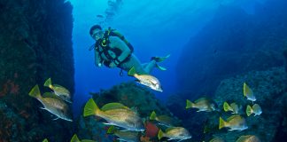 Corse : les meilleures plongées de Galéria