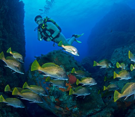 Corse : les meilleures plongées de Galéria