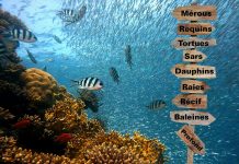 Une faune différente à chaque spot de plongée