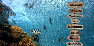 Une faune différente à chaque spot de plongée
