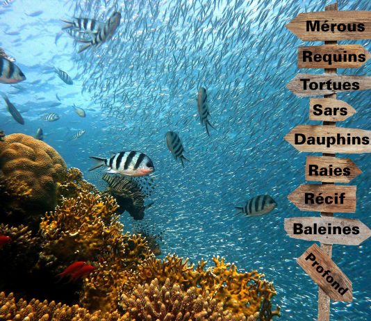Une faune différente à chaque spot de plongée