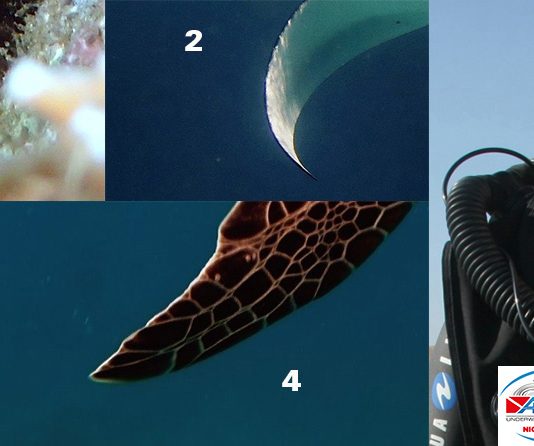 Grand concours de l’été : une plongée d’initiation au recycleur à gagner