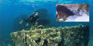 Plonger sur les épaves en France… et dans le monde