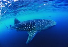 Sortez des sentiers battus, osez des plongées d’exception !