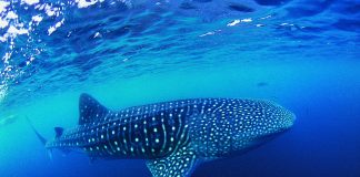 Sortez des sentiers battus, osez des plongées d’exception !