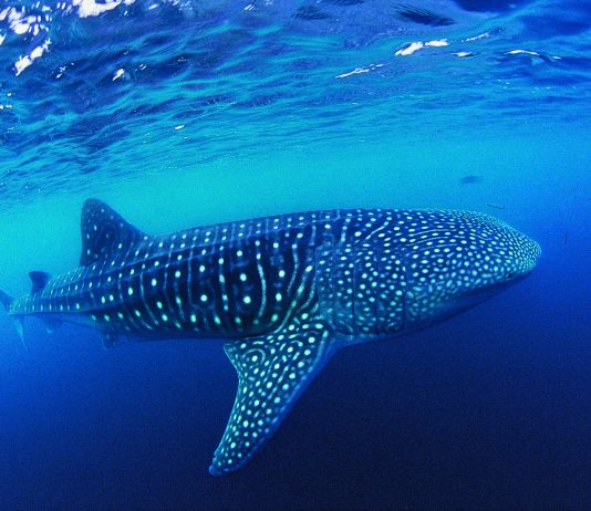 Sortez des sentiers battus, osez des plongées d’exception !