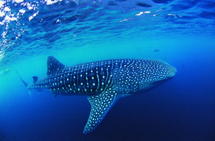 Sortez des sentiers battus, osez des plongées d’exception !