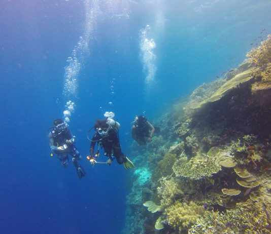 Comment organiser son voyage plongée facilement ? Les 3 étapes pour réussir son séjour et ses plongées !