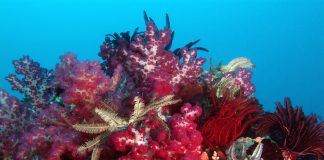 Toto et les secrets de la plongée en Indonésie