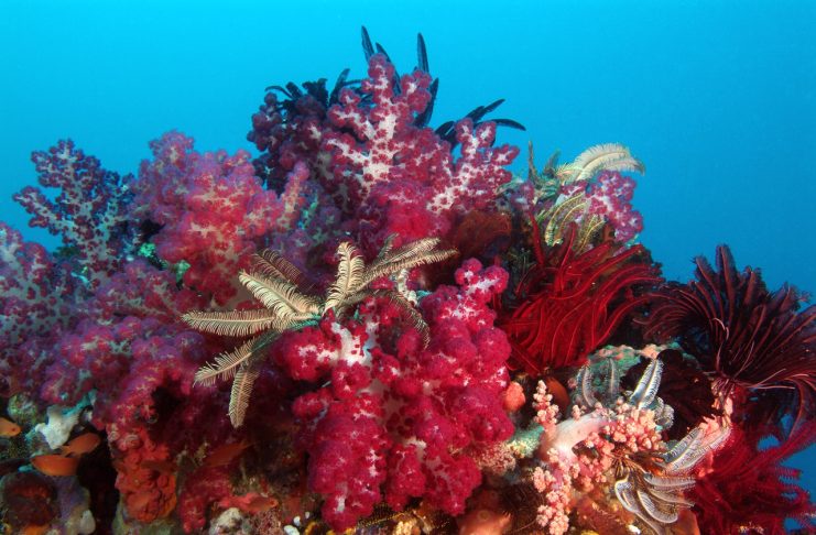 Toto et les secrets de la plongée en Indonésie