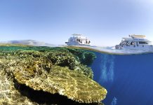 Plongée en Egypte : 5 bonnes raisons de plonger en Mer Rouge – 1ère partie