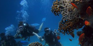 Alysés Plongée, un petit bout de France à Hurghada