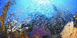 A Safaga, le centre de plongée Dimensions Bleues-Ducks