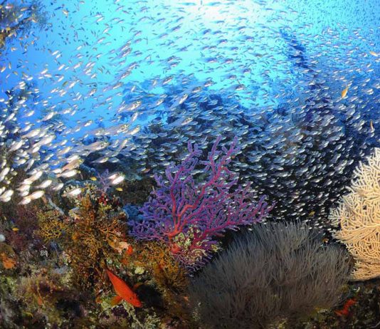 A Safaga, le centre de plongée Dimensions Bleues-Ducks