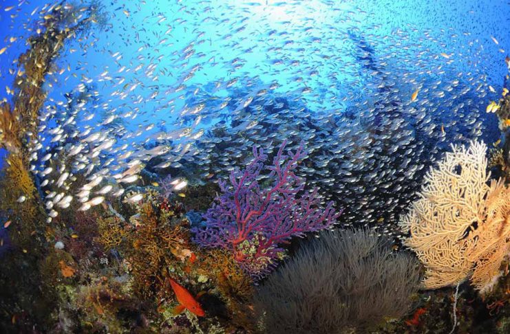 A Safaga, le centre de plongée Dimensions Bleues-Ducks