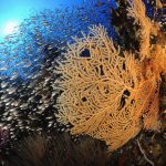 Hurghada : Aquarius Dive Center et son hébergement, Secret Garden