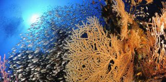 Hurghada : Aquarius Dive Center et son hébergement, Secret Garden